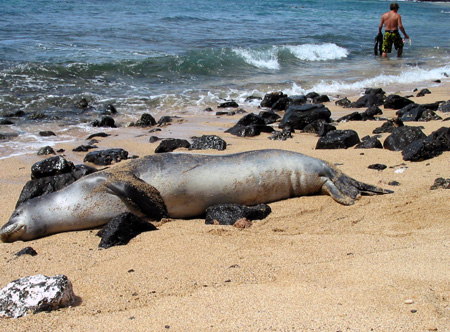 Kuhio Shores Seal